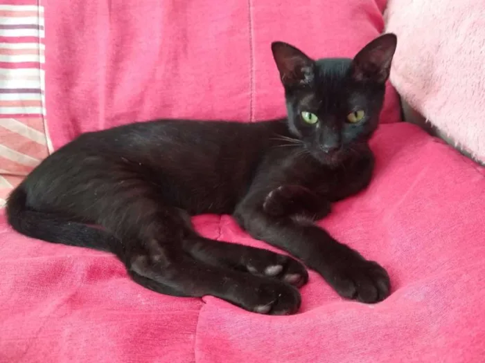 Gato raça Srd idade 2 a 6 meses nome Capputinna