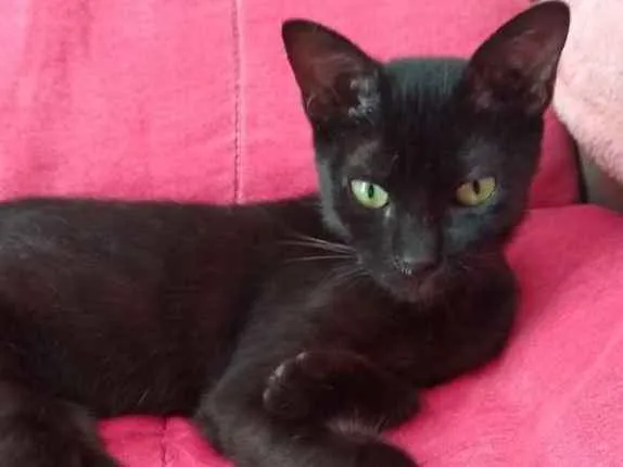 Gato raça Srd idade 2 a 6 meses nome Capputinna