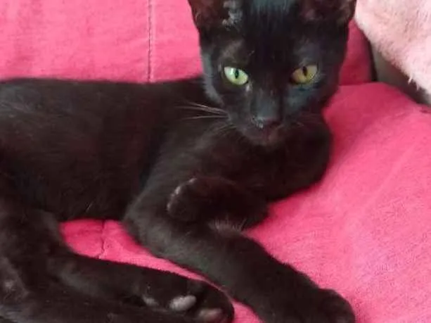 Gato raça Srd idade 2 a 6 meses nome Capputinna