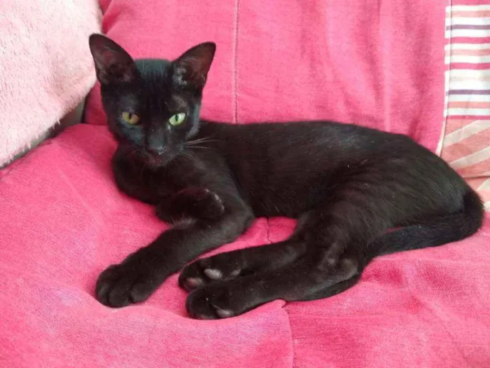 Gato raça Srd idade 2 a 6 meses nome Capputinna