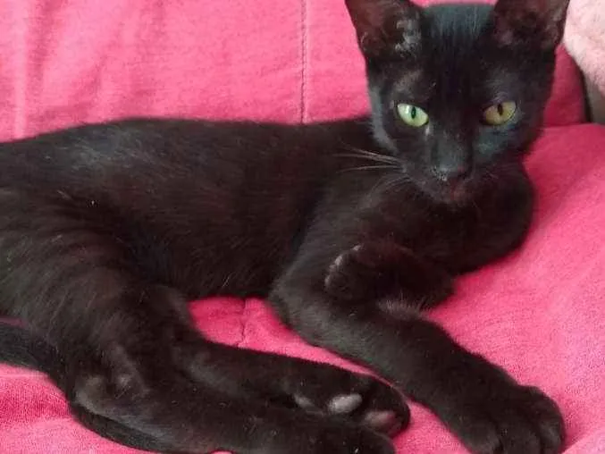 Gato raça Srd idade 2 a 6 meses nome Capputinna