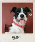 Bart