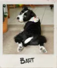 Bart