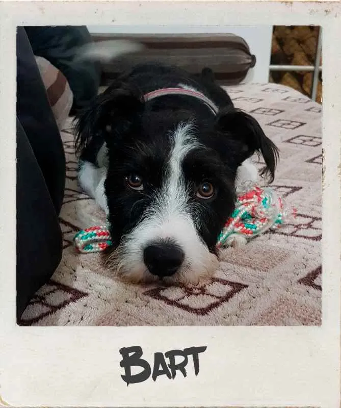 Cachorro ra a Vira-lata idade 1 ano nome Bart
