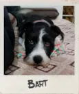 Bart