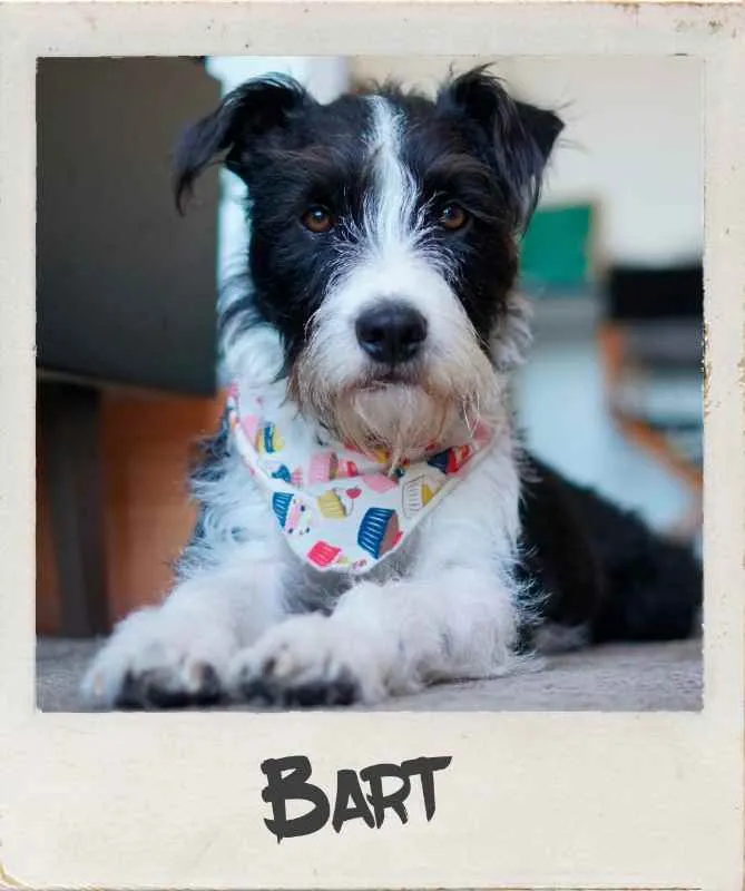 Cachorro ra a Vira-lata idade 1 ano nome Bart