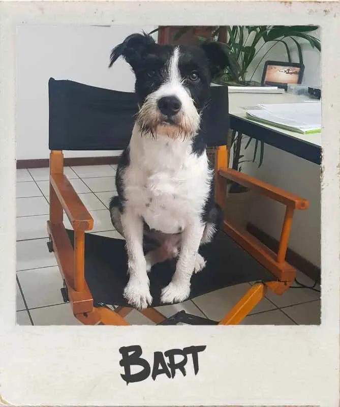 Cachorro ra a Vira-lata idade 1 ano nome Bart