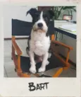 Bart