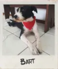 Bart
