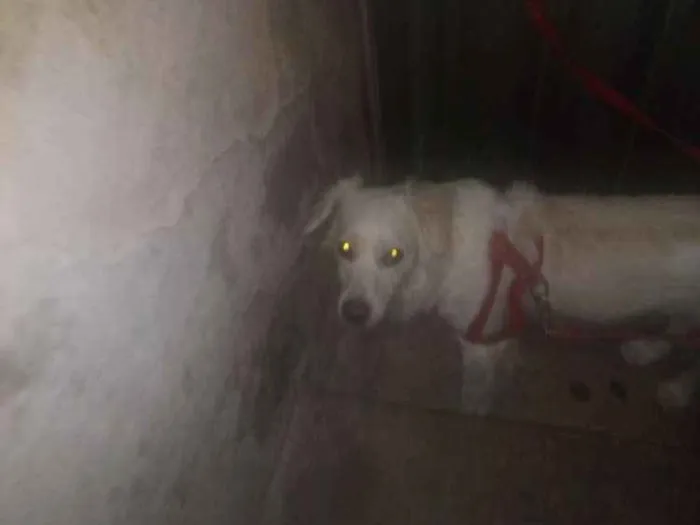 Cachorro ra a SRD idade 1 ano nome Eva