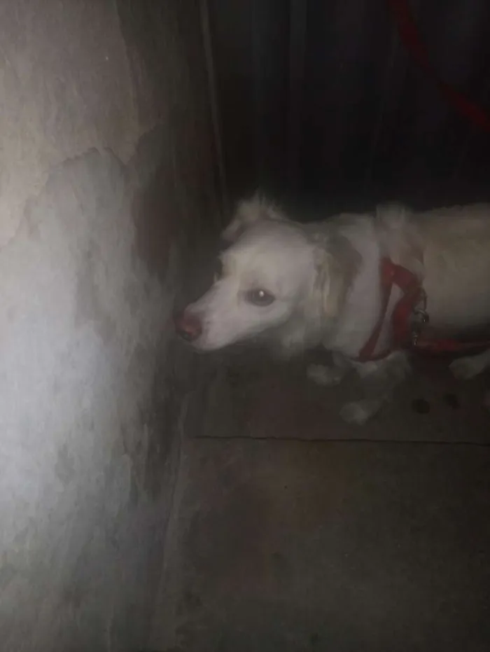Cachorro ra a SRD idade 1 ano nome Eva