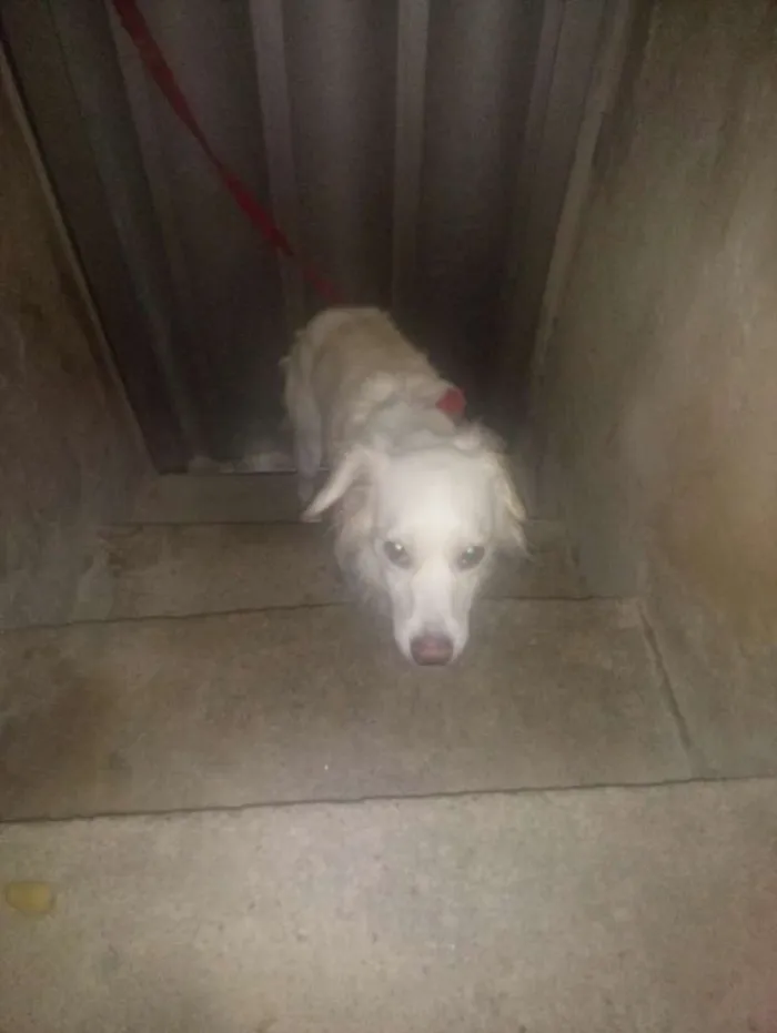 Cachorro ra a SRD idade 1 ano nome Eva