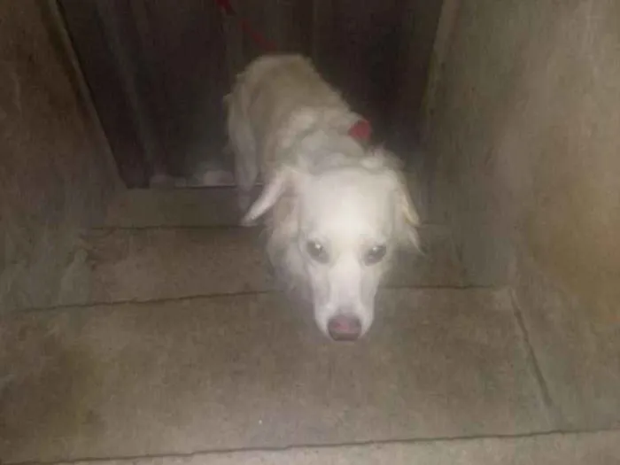 Cachorro ra a SRD idade 1 ano nome Eva