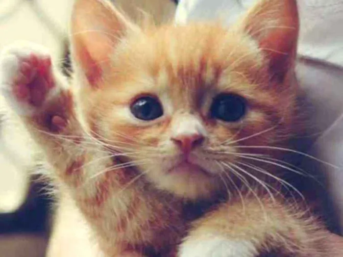 Gato ra a Indefinida  idade Abaixo de 2 meses nome Tintinha
