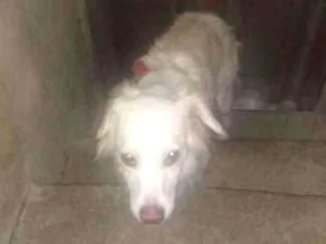 Cachorro raça SRD idade 1 ano nome Eva