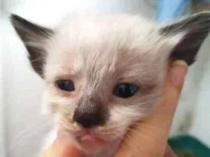 Gato raça vira latas idade Abaixo de 2 meses nome 12 gatinhos lindos