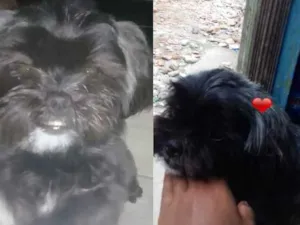 Cachorro raça Shitzu  idade 7 a 11 meses nome Berlinda 