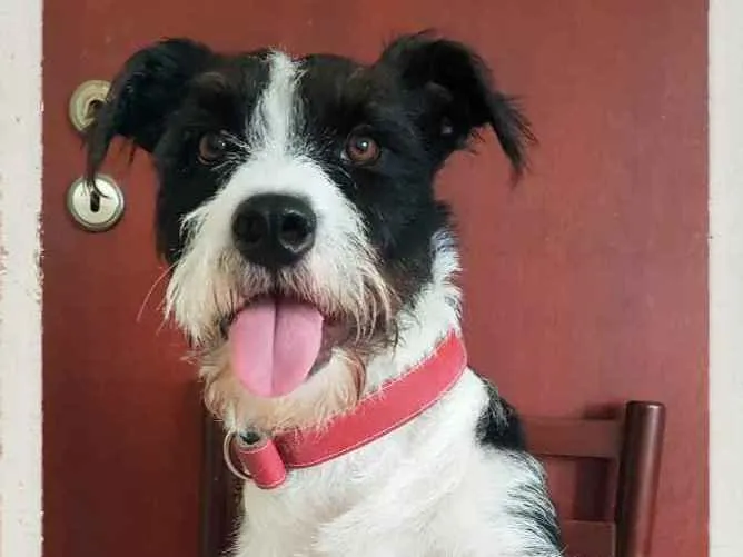 Cachorro ra a Vira-lata idade 1 ano nome Bart