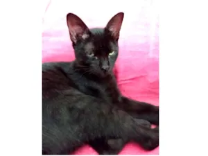 Gato raça Srd idade 2 a 6 meses nome Capputinna