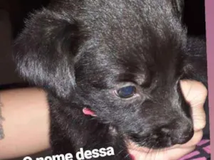 Cachorro raça Pastor alemão  idade Abaixo de 2 meses nome Lilika