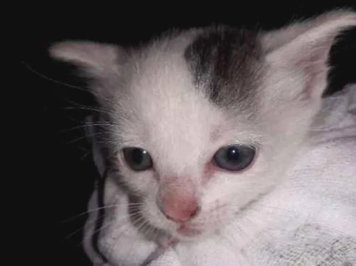 Gato ra a srd idade Abaixo de 2 meses nome Não definido