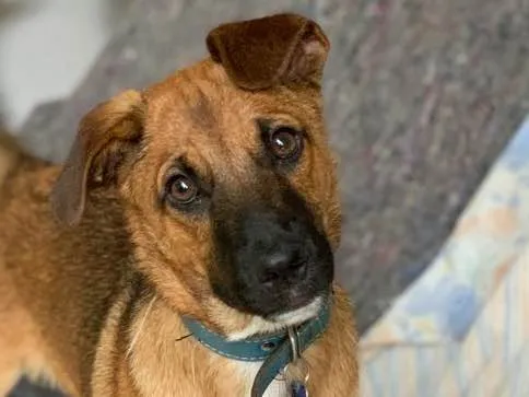 Cachorro ra a Srd idade  nome Charlie