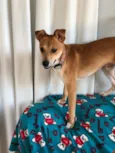 Léo 