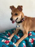 Léo