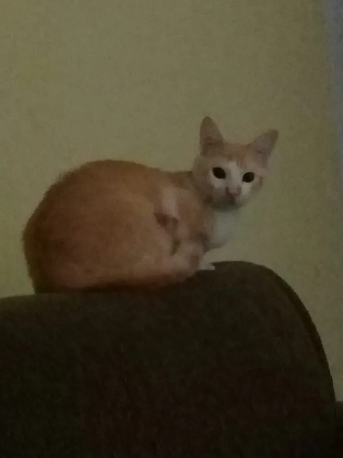 Gato ra a Indefinida  idade 7 a 11 meses nome Bebê 