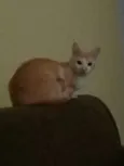Bebê