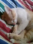 Bebê