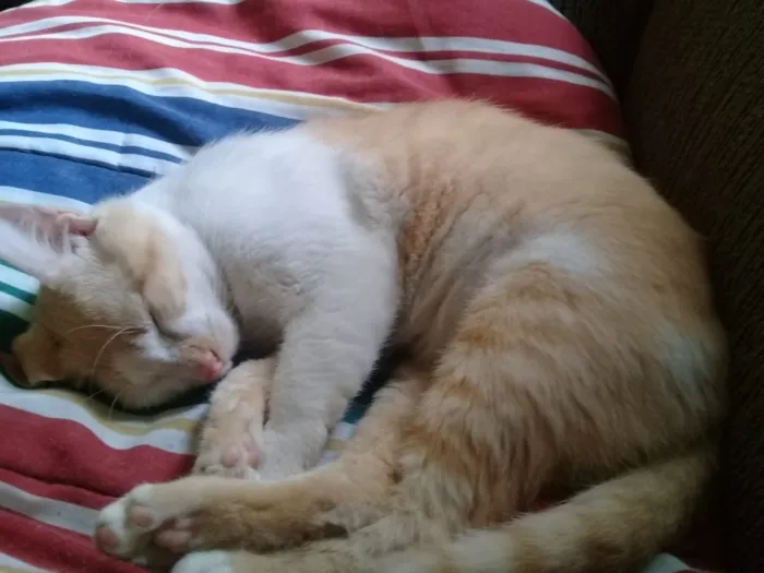 Gato ra a Indefinida  idade 7 a 11 meses nome Bebê 