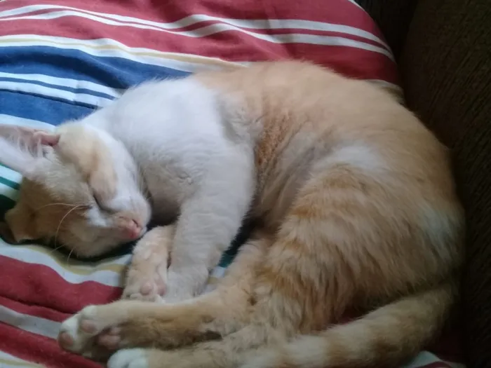 Gato ra a Indefinida  idade 7 a 11 meses nome Bebê 