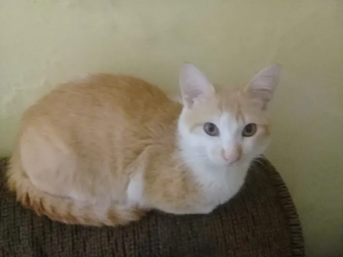 Gato ra a Indefinida  idade 7 a 11 meses nome Bebê 