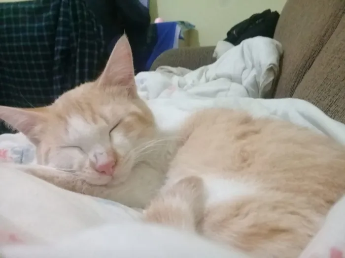 Gato ra a Indefinida  idade 7 a 11 meses nome Bebê 