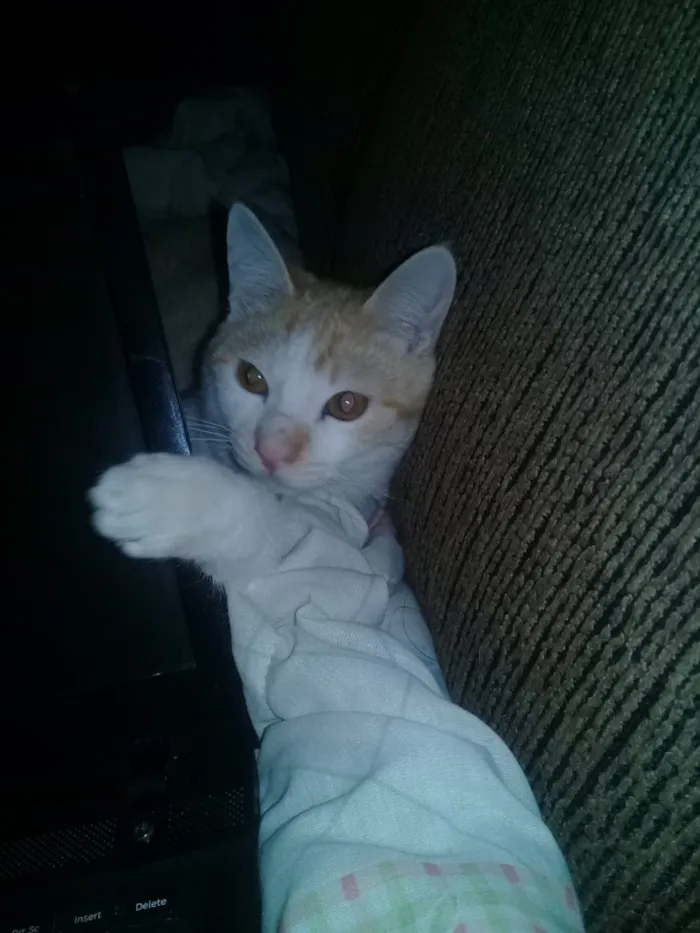 Gato ra a Indefinida  idade 7 a 11 meses nome Bebê 