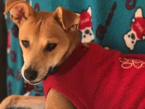 Cachorro raça Srd idade  nome Léo 