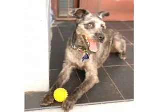 Cachorro raça Srd idade  nome Lino
