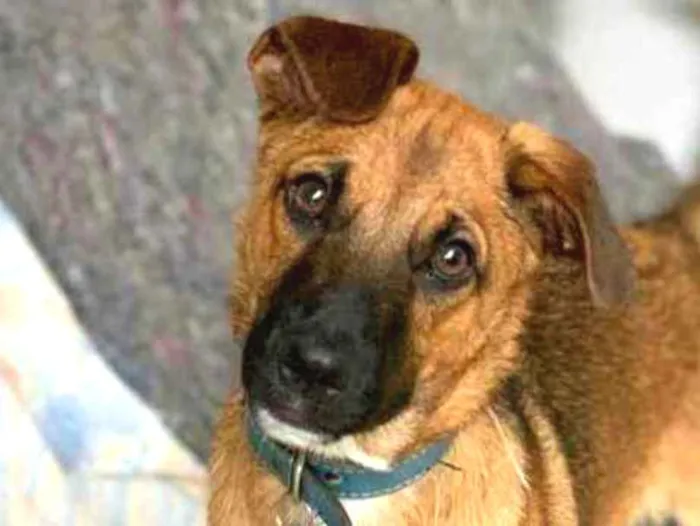Cachorro ra a Srd idade  nome Charlie