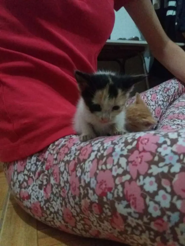 Gato raça  idade Abaixo de 2 meses nome Sem Nome