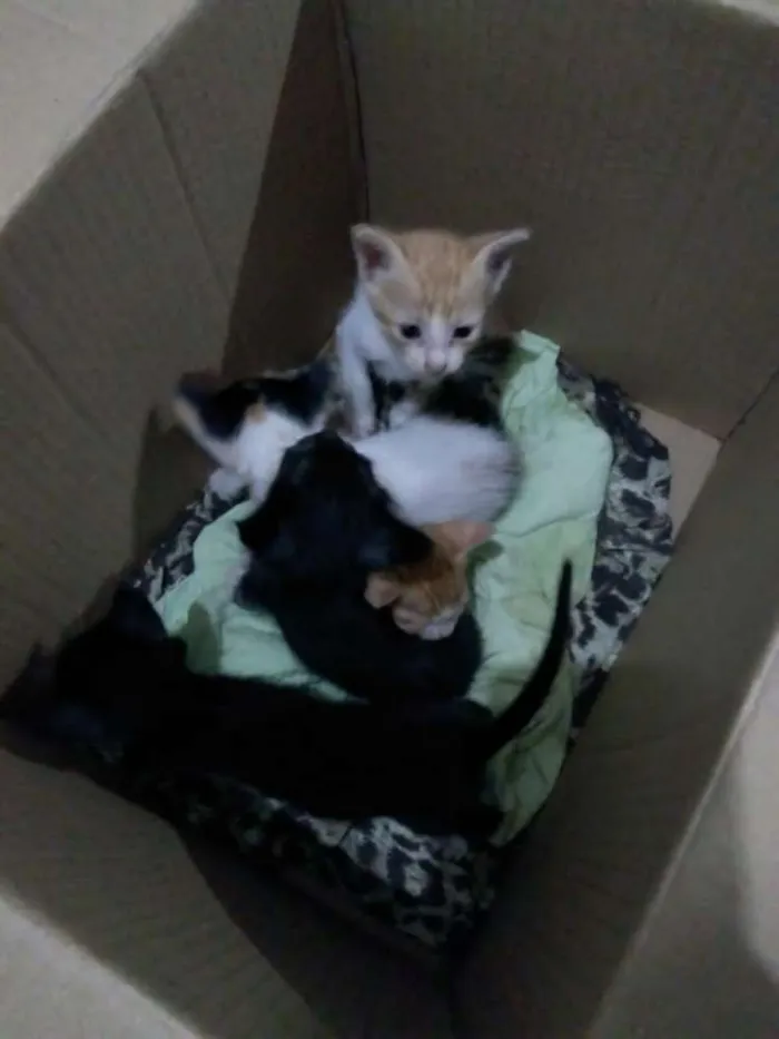 Gato raça  idade Abaixo de 2 meses nome Sem Nome