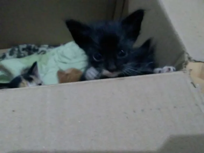 Gato raça  idade Abaixo de 2 meses nome Sem Nome