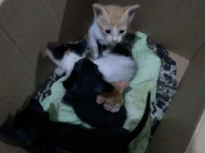 Gato raça  idade Abaixo de 2 meses nome Sem Nome
