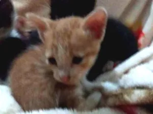 Gato raça  idade Abaixo de 2 meses nome Sem Nome