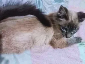 Gato raça Srd idade 2 a 6 meses nome Pandora