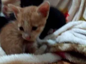 Gato raça  idade Abaixo de 2 meses nome Sem Nome