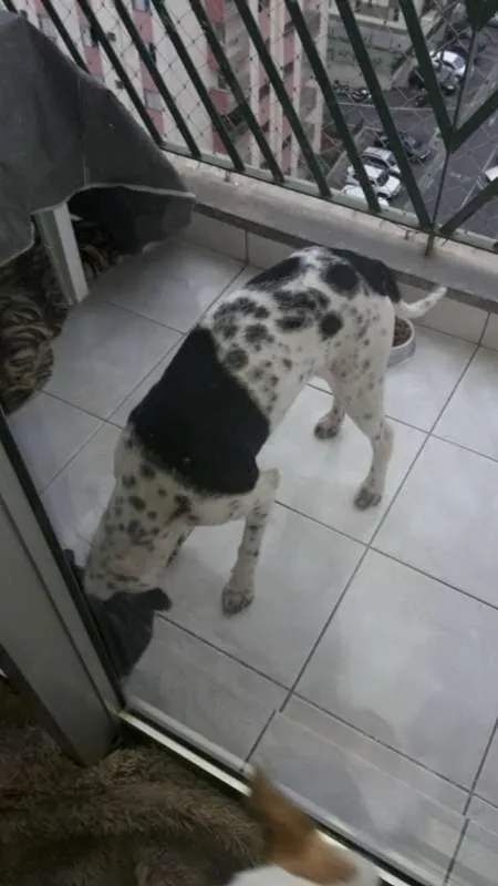 Cachorro ra a SRD idade 2 anos nome Meninão - Urgente