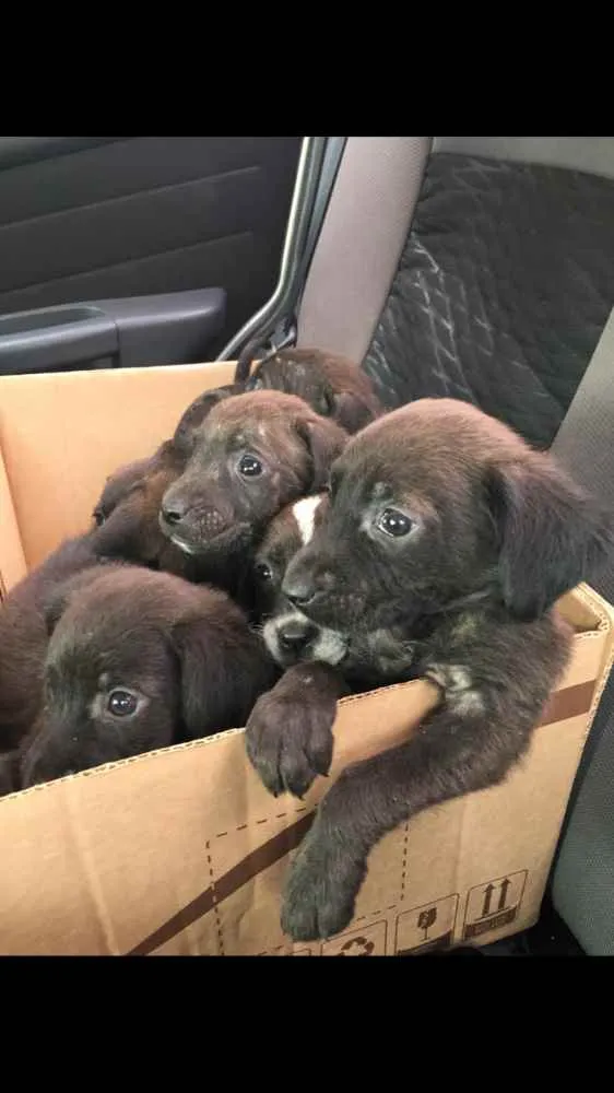 Cachorro ra a Labrador não puro idade 2 a 6 meses nome Mike