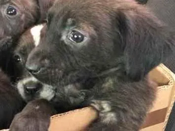 Cachorro ra a Labrador não puro idade 2 a 6 meses nome Mike