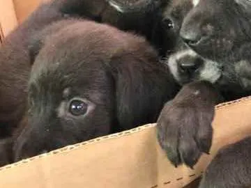 Cachorro ra a Labrador não puro idade 2 a 6 meses nome Agatah